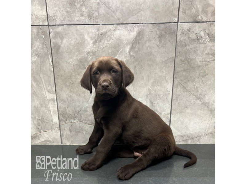 Labrador Retriever Dog Male Chocolate 31854
