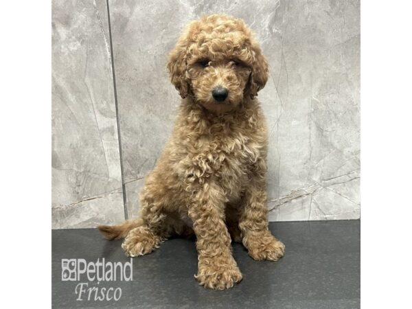 Goldendoodle 2nd Gen Dog Male Golden 31834 Petland Frisco, Texas