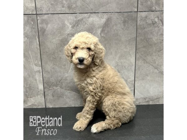 Mini Aussiedoodle-Dog-Female-Cream-31827-Petland Frisco & Mckinney, Texas