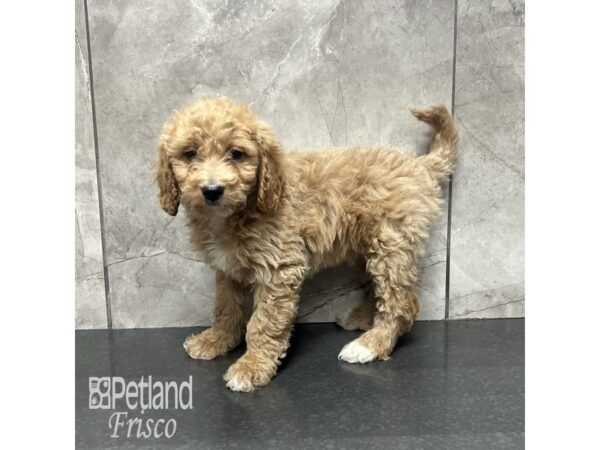 Goldendoodle 2nd Gen-Dog-Female-Golden-31836-Petland Frisco & Mckinney, Texas