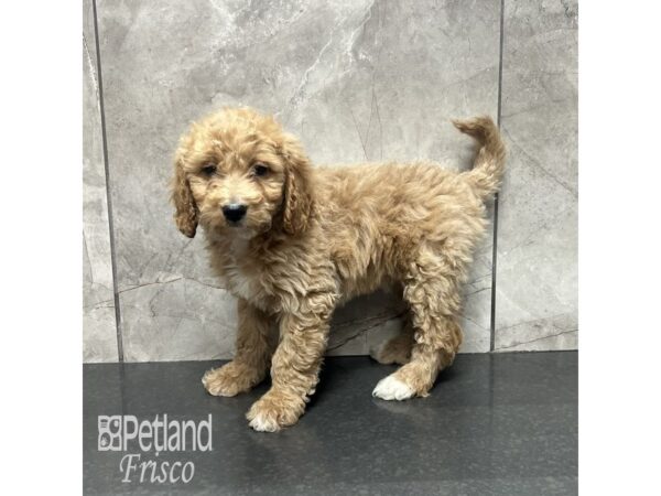 Goldendoodle 2nd Gen-Dog-Female-Golden-31836-Petland Frisco, Texas