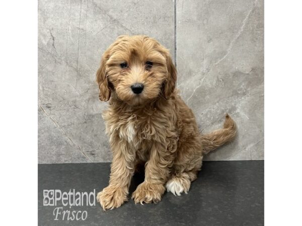 Goldendoodle 2nd Gen Dog Female Golden 31838 Petland Frisco, Texas