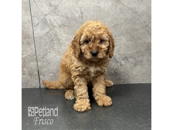 Goldendoodle Mini F1b-Dog-Male-Red-31840-Petland Frisco & Mckinney, Texas