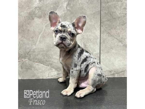 French Bulldog Dog Male Blue Merle and Tan 31844 Petland Frisco, Texas