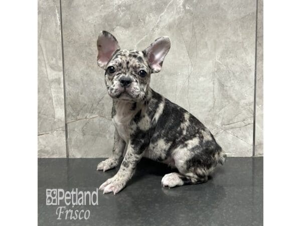French Bulldog-Dog-Female-Blue Merle and Tan-31845-Petland Frisco, Texas