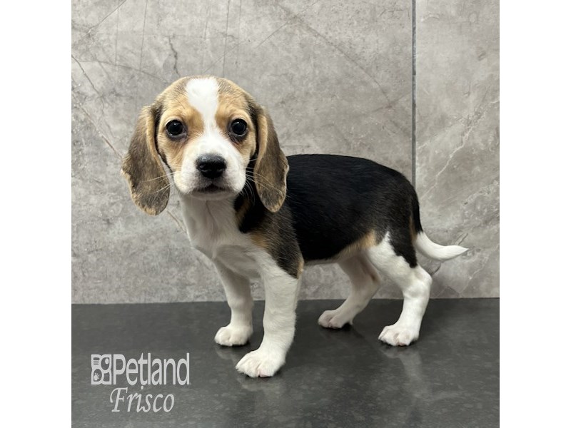 Beagle Dog Female Black Tan / White 31849
