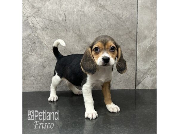 Beagle Dog Male Black Tan / White 31850 Petland Frisco, Texas