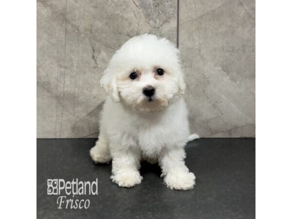 Bichon Frise-Dog-Male-White-31851-Petland Frisco, Texas