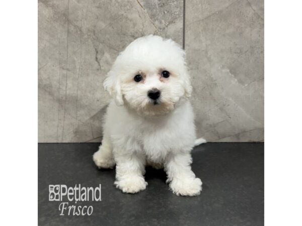 Bichon Frise-Dog-Male-White-31851-Petland Frisco, Texas