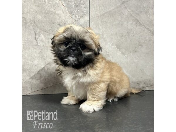 Pekingese/Shih Tzu Dog Male Sable / White 31853 Petland Frisco, Texas