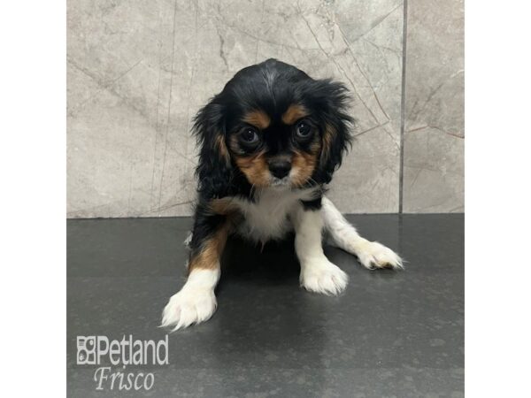 Cavalier King Charles Spaniel-Dog-Male-Black White / Tan-31846-Petland Frisco, Texas