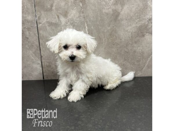 Bichon Frise Dog Male White 31860 Petland Frisco, Texas