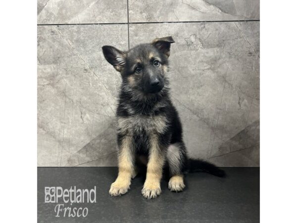German Shepherd Dog-Dog-Female-Black and Tan-31861-Petland Frisco & Mckinney, Texas