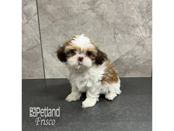 Shih Tzu Dog Female Red and White 31864 Petland Frisco, Texas