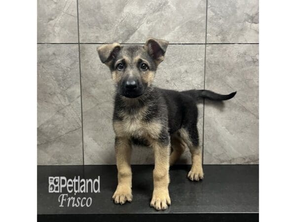 German Shepherd Dog-Dog-Male-Black and Tan-31865-Petland Frisco, Texas