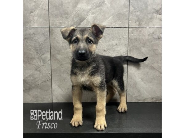 German Shepherd Dog Dog Male Black and Tan 31865 Petland Frisco, Texas