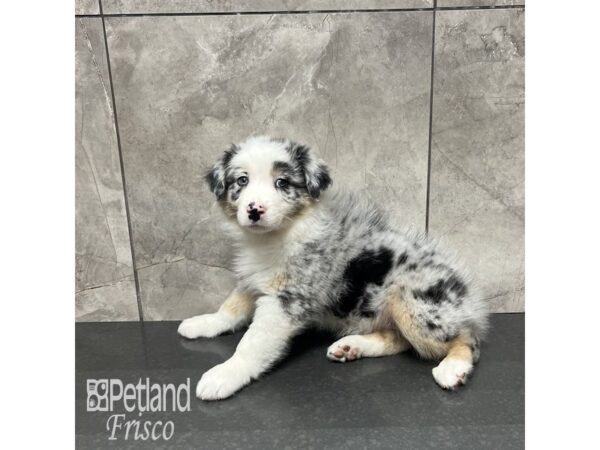 Australian Shepherd-Dog-Male-Blue Merle-31866-Petland Frisco & Mckinney, Texas