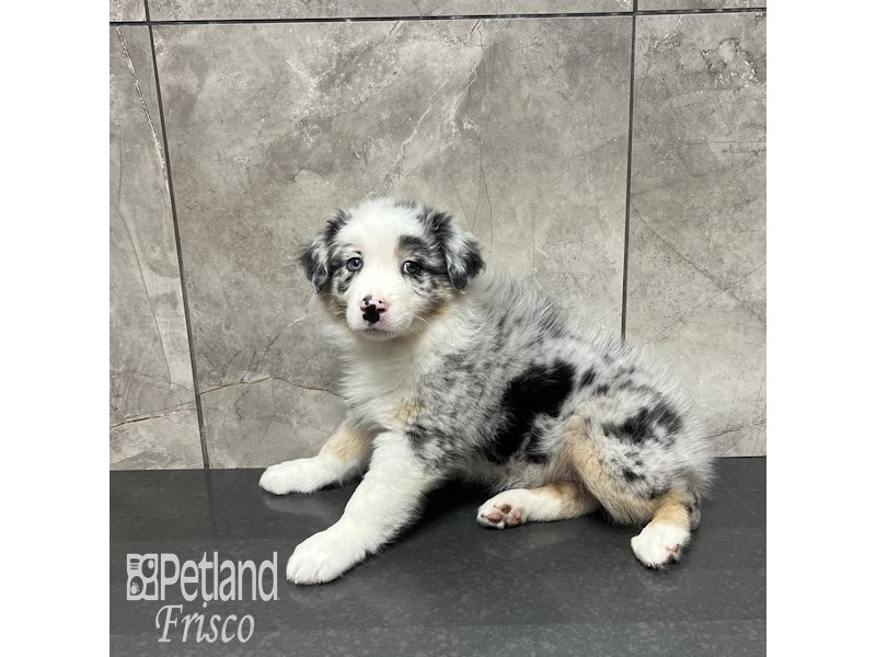 Australian Shepherd Dog Male Blue Merle 31866