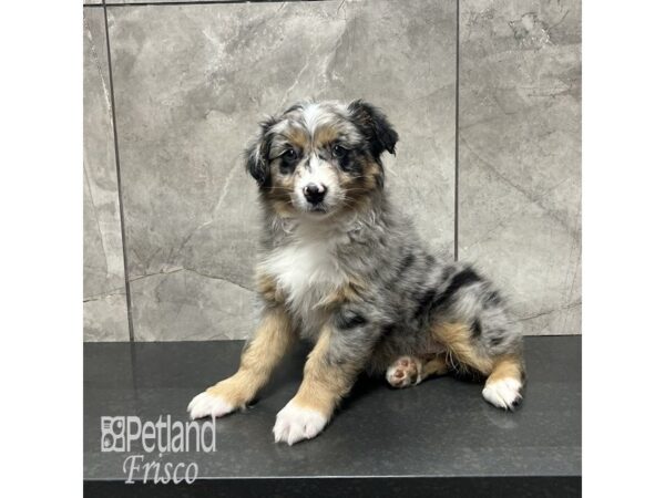 Australian Shepherd-Dog-Male-Blue Merle-31868-Petland Frisco & Mckinney, Texas
