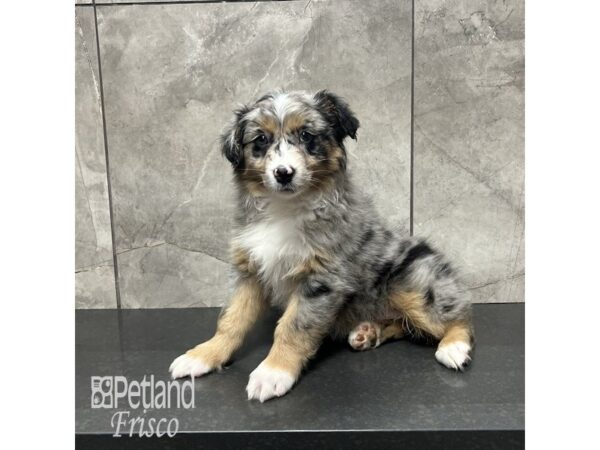 Australian Shepherd Dog Male Blue Merle 31868 Petland Frisco, Texas