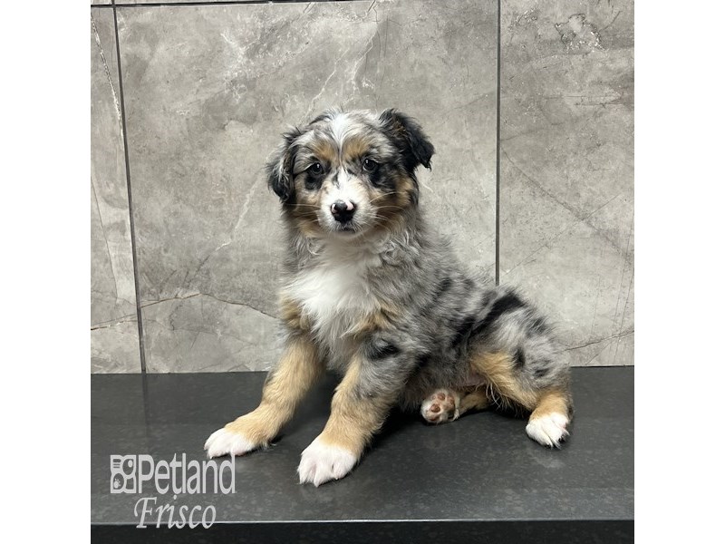 Australian Shepherd Dog Male Blue Merle 31868