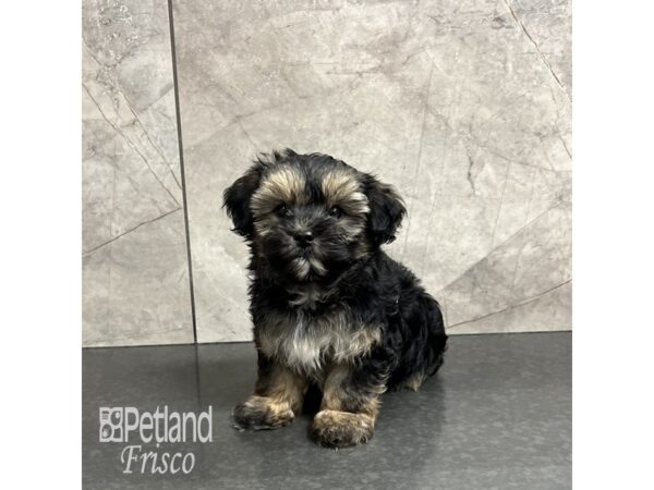 Yorkiepoo-Dog-Male-Black and Tan with White Markings-31869-Petland Frisco & Mckinney, Texas