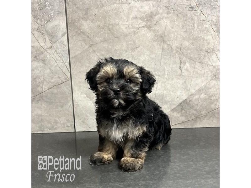 Yorkiepoo Dog Male Black and Tan with White Markings 31869