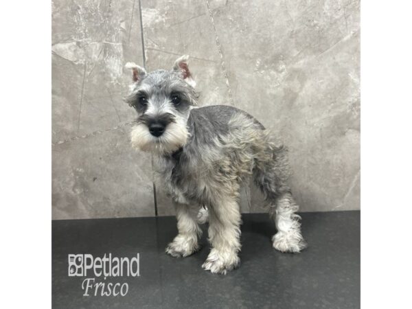 [#31870] Salt and Pepper Male Miniature Schnauzer Puppies For Sale