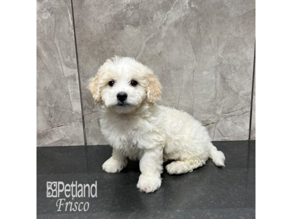 Maltipoo Dog Male Cream 31871 Petland Frisco, Texas