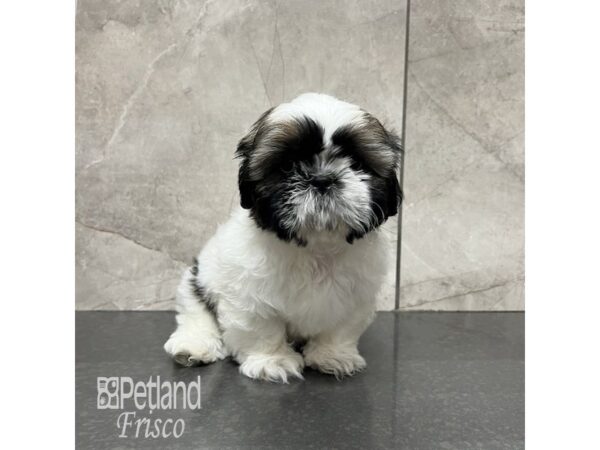 Shih Tzu Dog Female Brown and White 31872 Petland Frisco, Texas