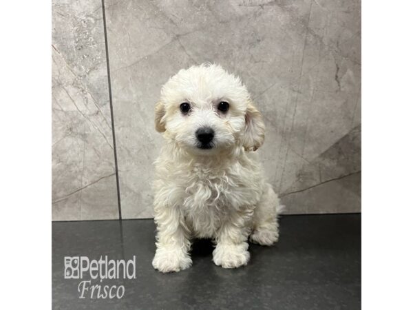 Maltipoo Dog Female Cream 31873 Petland Frisco, Texas