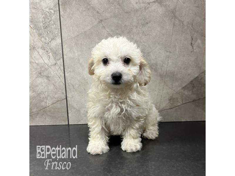 Maltipoo Dog Female Cream 31873
