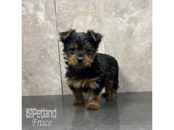 Yorkshire Terrier Dog Female Black and Tan 31874 Petland Frisco, Texas