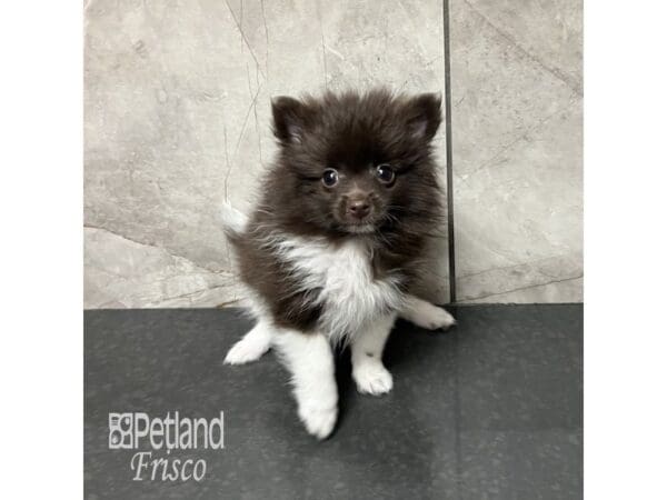 Pomeranian-Dog-Male-Chocolate and White-31875-Petland Frisco, Texas