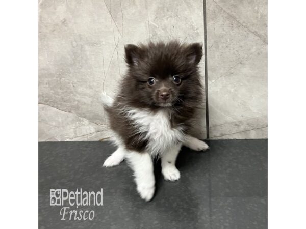 Pomeranian Dog Male Chocolate and White 31875 Petland Frisco, Texas