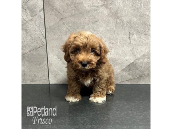 [#31894] Red Male Cavapoo Puppies For Sale