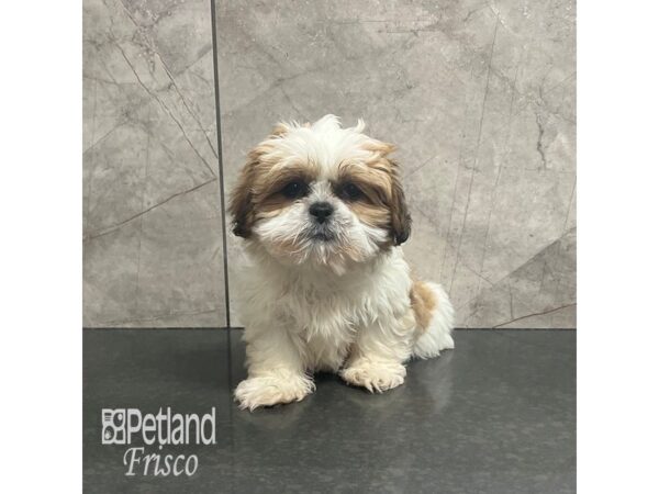 Shih Tzu-Dog-Female-Gold / White-31885-Petland Frisco & Mckinney, Texas