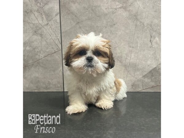 Shih Tzu-Dog-Female-Gold / White-31885-Petland Frisco, Texas