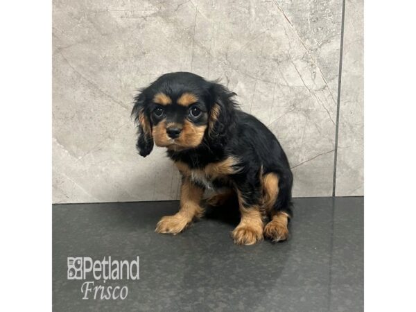 [#31881] Black / Tan Female Cavalier King Charles Spaniel Puppies For Sale