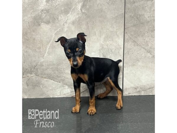 [#31876] Black / Tan Male Miniature Pinscher Puppies For Sale