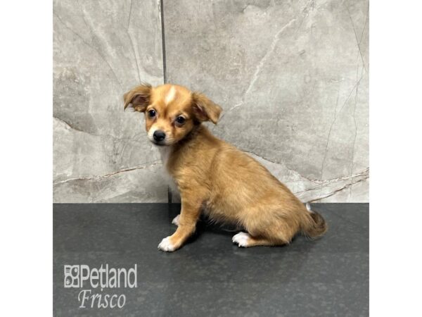 [#31877] Sable / White Male Chihuahua Puppies For Sale