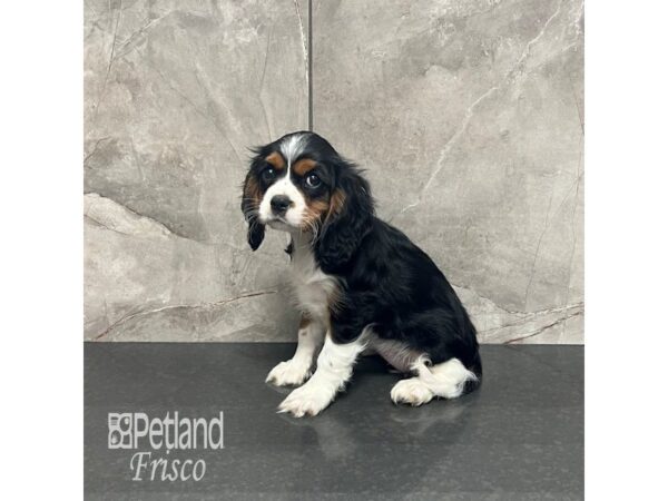 [#31882] Black White / Tan Female Cockalier Puppies For Sale