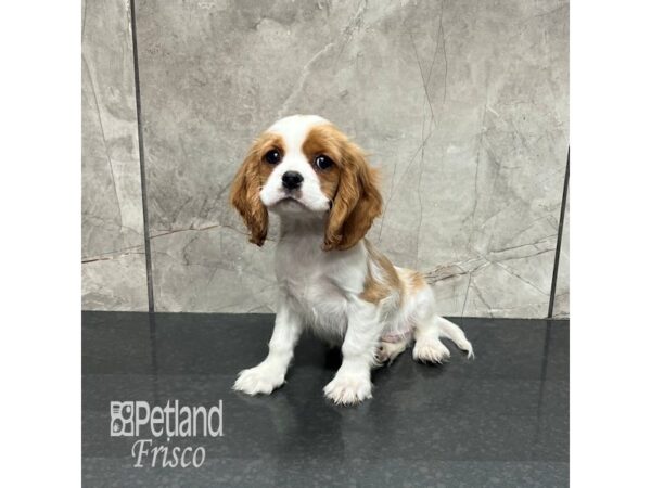 [#31883] Blenheim / White Male Cockalier Puppies For Sale