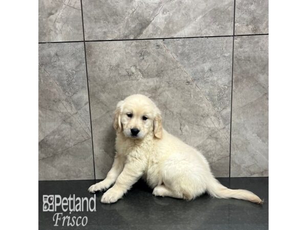 Golden Retriever Dog Female Light Golden 31887 Petland Frisco, Texas