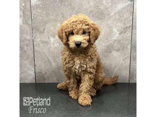 Goldendoodle Mini F1b-Dog-Female-Red-31891-Petland Frisco & Mckinney, Texas
