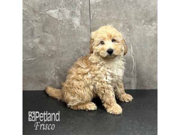 Goldendoodle Mini F1b Dog Male Cream 31890 Petland Frisco, Texas