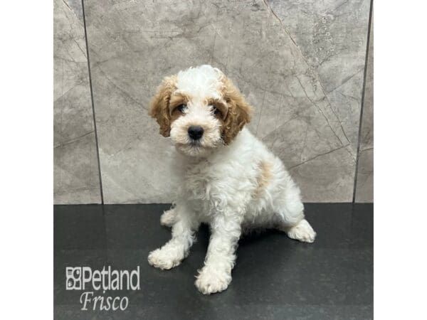 Cavapoo Dog Male Red and White 31895 Petland Frisco, Texas