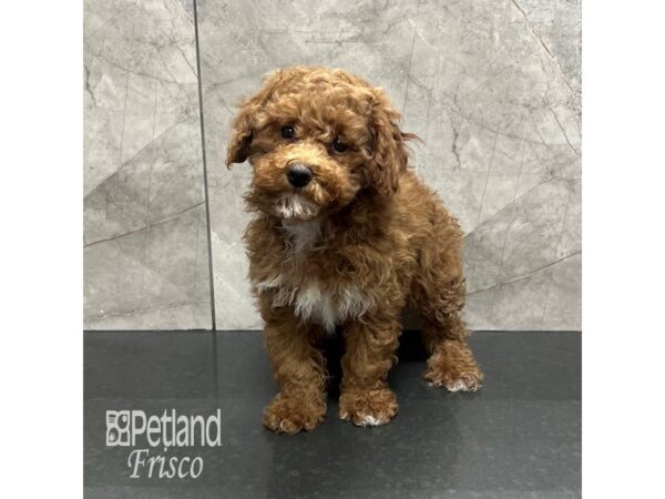 Miniature Poodle-Dog-Female-Red/White-31880-Petland Frisco & Mckinney, Texas