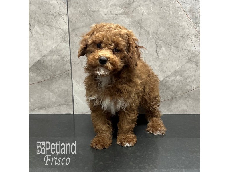 Miniature Poodle Dog Female Red/White 31880