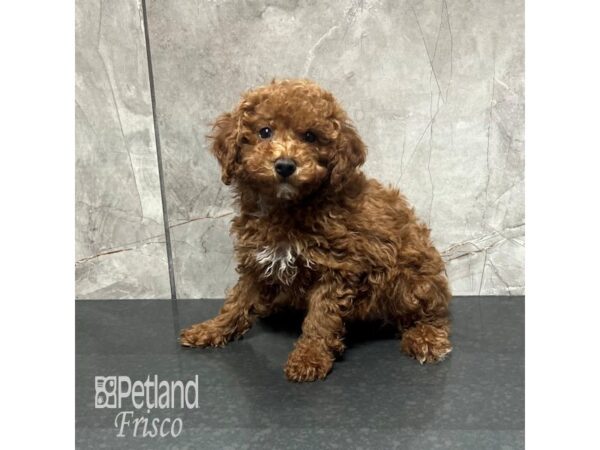 Miniature Poodle Dog Female Red 31879 Petland Frisco, Texas